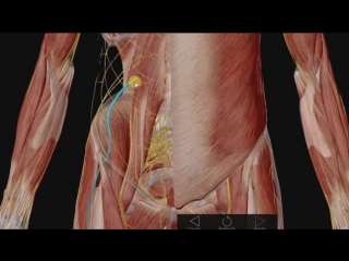 lumbosacral plexus